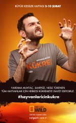 Büyük Kediler Haftası 1080p izle