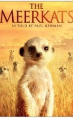 The Meerkats 2008 Full HD izle