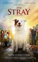 The Stray izle Altyazılı 1080p